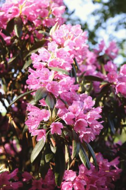 Beautiful Rhododendron flowers in spring park.