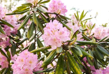 Bahar parkındaki güzel Rhododendron çiçekleri. Azaleas ve Rododendronların Açma Mevsimi.