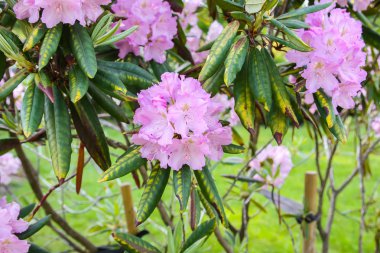 Bahar parkındaki güzel Rhododendron çiçekleri. Azaleas ve Rododendronların Açma Mevsimi.