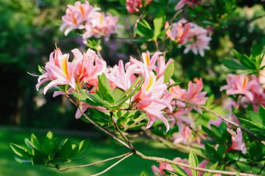 Bahar parkındaki güzel Rhododendron çiçekleri. Azaleas ve Rododendronların Açma Mevsimi.