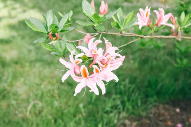 Bahar parkındaki güzel Rhododendron çiçekleri. Azaleas ve Rododendronların Açma Mevsimi.