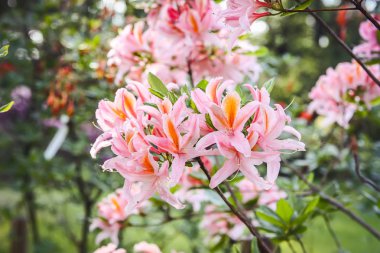 Bahar parkındaki güzel Rhododendron çiçekleri. Azaleas ve Rododendronların Açma Mevsimi.