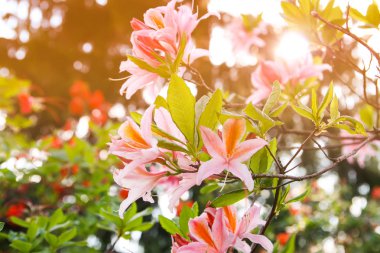 Bahar parkındaki güzel Rhododendron çiçekleri. Azaleas ve Rododendronların Açma Mevsimi.