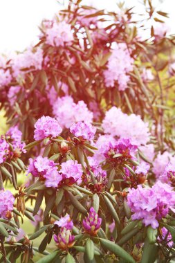 Bahar parkındaki güzel Rhododendron çiçekleri. Azaleas ve Rododendronların Açma Mevsimi.