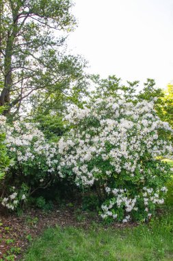 Bahar parkındaki güzel Rhododendron çiçekleri. Azaleas ve Rododendronların Açma Mevsimi.