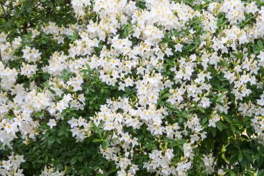 Bahar parkındaki güzel Rhododendron çiçekleri. Azaleas ve Rododendronların Açma Mevsimi.