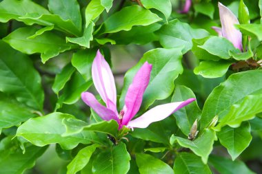 Bahar parkındaki güzel Rhododendron çiçekleri. Azaleas ve Rododendronların Açma Mevsimi.