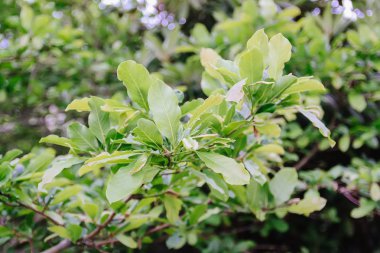 Bahar parkındaki güzel Rhododendron çiçekleri. Azaleas ve Rododendronların Açma Mevsimi.