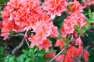 Bahar parkındaki güzel Rhododendron çiçekleri. Azaleas ve Rododendronların Açma Mevsimi.
