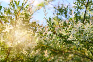 Bahar parkındaki güzel Rhododendron çiçekleri. Azaleas ve Rododendronların Açma Mevsimi.