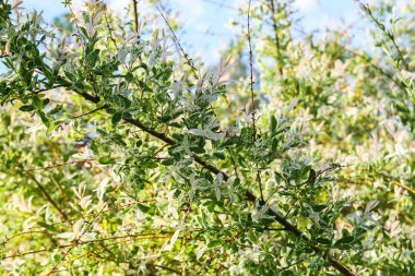 Bahar parkındaki güzel Rhododendron çiçekleri. Azaleas ve Rododendronların Açma Mevsimi.