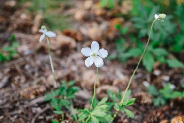 Bahar parkında beyaz çiçekler.