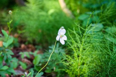 Bahar parkında beyaz çiçekler.