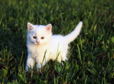 Tüylü, güzel kedi yavrusu yeşil çimlerde