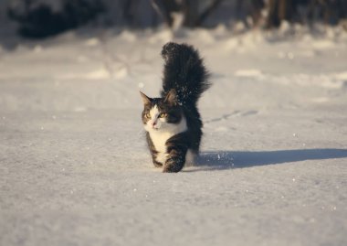 Güzel pofuduk kedi taze karda koşuyor.