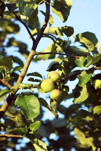 Zielone Niedojrzałe Owoce Jabłoni Drzewie Słoneczny Letni Dzień Wsi — Zdjęcie stockowe