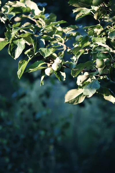 Frutti Mela Acerba Verde Albero Una Giornata Estiva Soleggiata Campagna — Foto Stock