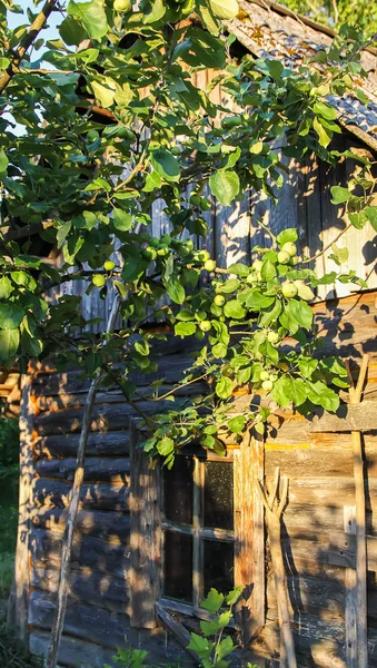 Pommiers Verts Non Mûrs Sur Arbre Par Une Journée Ensoleillée — Photo