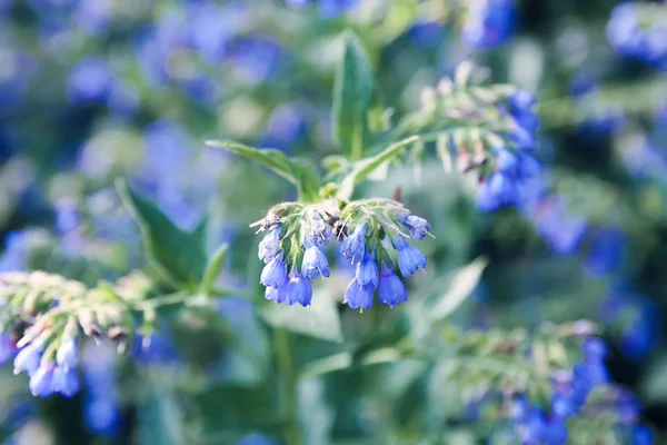 Blauwe Zomerbloemen Een Park — Stockfoto