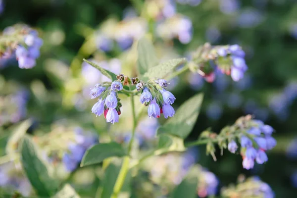 Fiori Estivi Azzurri Parco — Foto Stock