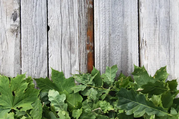 Old Grunge Wood Texture Green Leaves Rough Natural Texture — Stock Photo, Image