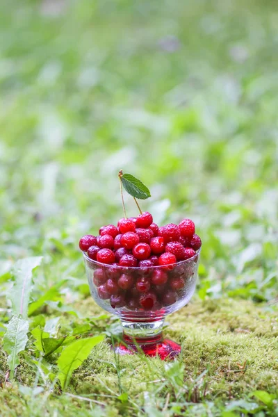 Yazın parkta yağmurdan sonra yeşil çimlerin üzerinde şeffaf bir vazoda taze, tatlı ıslak kirazlar..