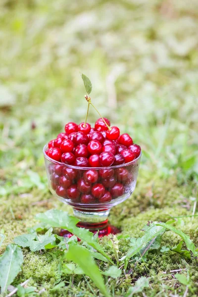 Taze olgun tatlı yaz meyveleri