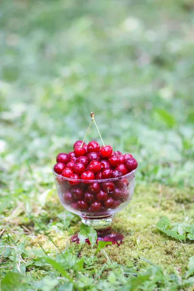 Yazın parkta yağmurdan sonra yeşil çimlerin üzerinde şeffaf bir vazoda taze, tatlı ıslak kirazlar..