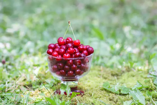 Yazın parkta yağmurdan sonra yeşil çimlerin üzerinde şeffaf bir vazoda taze, tatlı ıslak kirazlar..