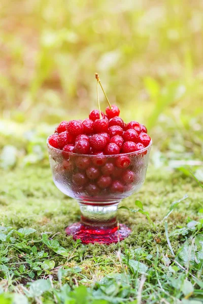 Yazın parkta yağmurdan sonra yeşil çimlerin üzerinde şeffaf bir vazoda taze, tatlı ıslak kirazlar..