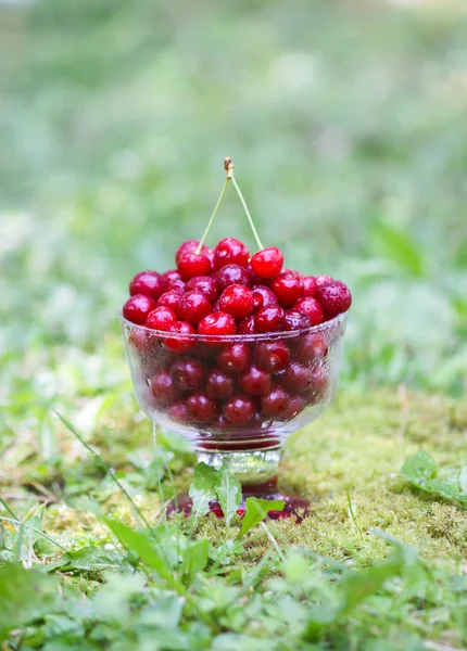 Yazın parkta yağmurdan sonra yeşil çimlerin üzerinde şeffaf bir vazoda taze, tatlı ıslak kirazlar..