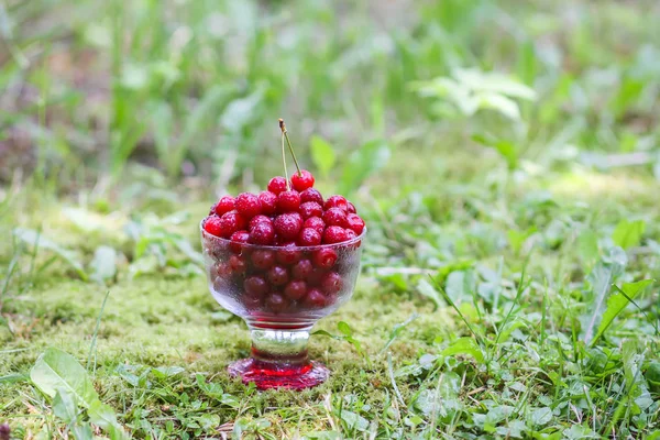 Fresh Ripe Sweet Wet Cherries Transparent Vase Green Grass Rain — Stock Photo, Image