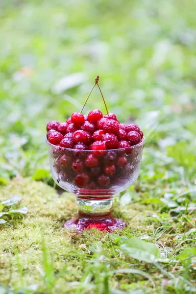 Yazın parkta yağmurdan sonra yeşil çimlerin üzerinde şeffaf bir vazoda taze, tatlı ıslak kirazlar..
