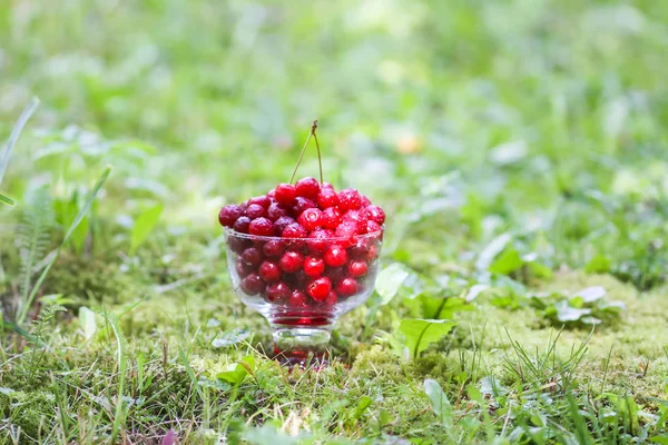Yazın parkta yağmurdan sonra yeşil çimlerin üzerinde şeffaf bir vazoda taze, tatlı ıslak kirazlar..