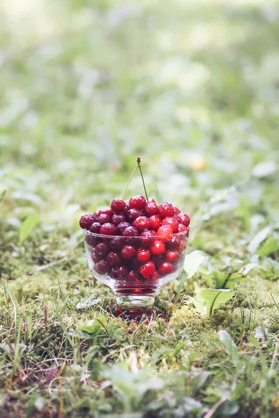 Yazın parkta yağmurdan sonra yeşil çimlerin üzerinde şeffaf bir vazoda taze, tatlı ıslak kirazlar..