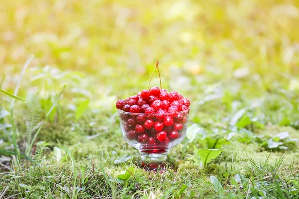 Yazın parkta yağmurdan sonra yeşil çimlerin üzerinde şeffaf bir vazoda taze, tatlı ıslak kirazlar..