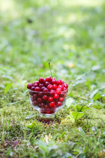 Yazın parkta yağmurdan sonra yeşil çimlerin üzerinde şeffaf bir vazoda taze, tatlı ıslak kirazlar..
