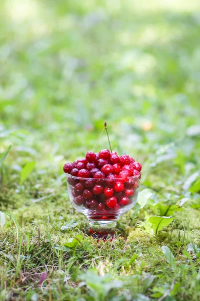 Yazın parkta yağmurdan sonra yeşil çimlerin üzerinde şeffaf bir vazoda taze, tatlı ıslak kirazlar..