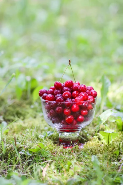 Yazın parkta yağmurdan sonra yeşil çimlerin üzerinde şeffaf bir vazoda taze, tatlı ıslak kirazlar..