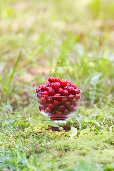 Fresh Ripe Sweet Wet Cherries Transparent Vase Green Grass Rain — Stock Photo, Image