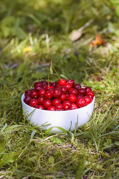 Yaz bahçesinde yeşil çimlerin üzerinde beyaz bir seramik bardakta taze taze tatlı yaz kirazları..