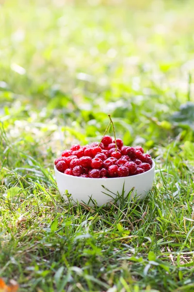 Yaz bahçesinde yeşil çimlerin üzerinde beyaz bir seramik bardakta taze taze tatlı yaz kirazları..