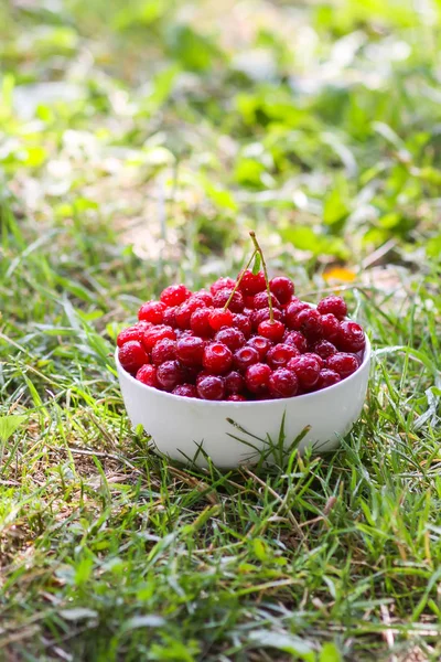 Yaz bahçesinde yeşil çimlerin üzerinde beyaz bir seramik bardakta taze taze tatlı yaz kirazları..