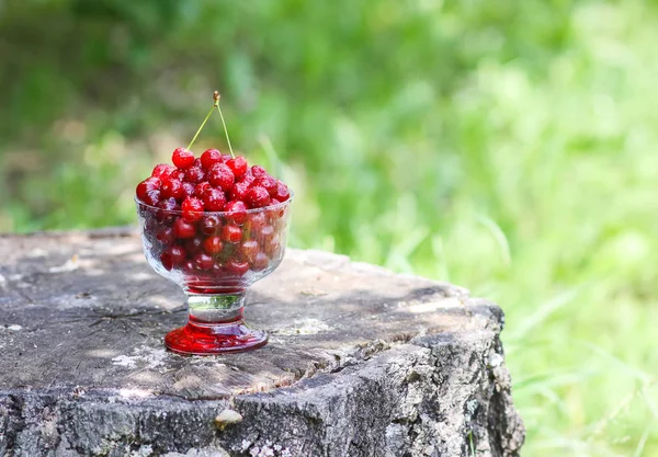 Taze olgun tatlı yaz meyveleri. Ağaç kütüğünde şeffaf bir vazoda kırmızı ıslak kirazlar. Yaz parkında kiraz meyveleri.