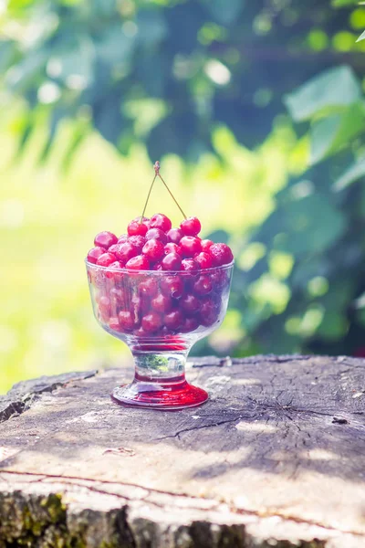 Taze olgun tatlı yaz meyveleri. Ağaç kütüğünde şeffaf bir vazoda kırmızı ıslak kirazlar. Yaz parkında kiraz meyveleri.