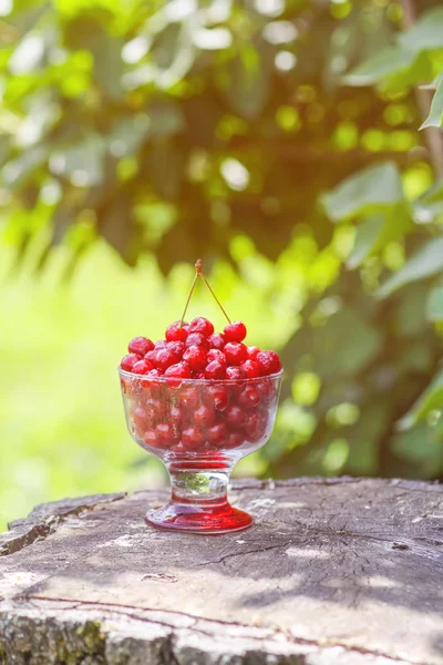 Taze olgun tatlı yaz meyveleri. Ağaç kütüğünde şeffaf bir vazoda kırmızı ıslak kirazlar. Yaz parkında kiraz meyveleri.