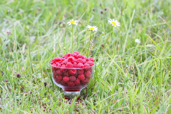 Taze olgun tatlı yaz meyveleri. Yeşil yaz çimlerinde, yağmur damlalarında şeffaf vazoda ıslak ahududu.
