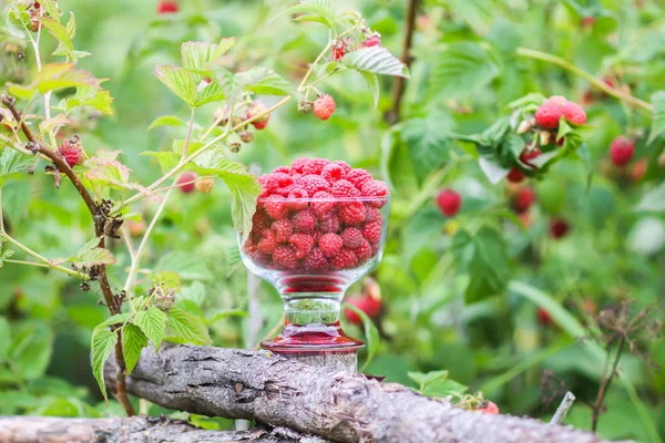 Olgun tatlı yaz meyveleri. Eski kaba ahşap çitin üzerinde şeffaf vazoda ahududu. Bitki dallarında taze ahududu..
