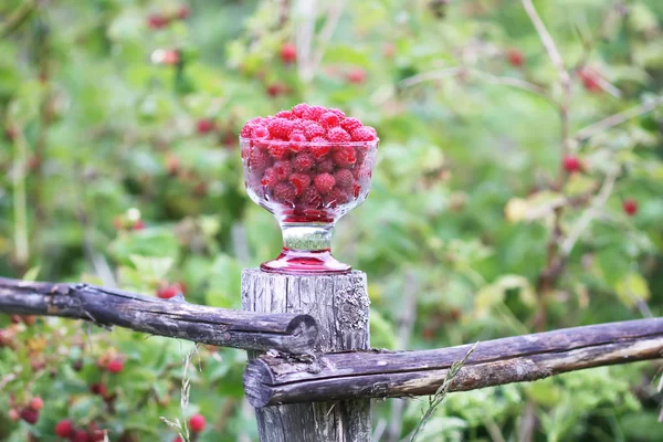 Olgun tatlı yaz meyveleri. Eski kaba ahşap çitin üzerinde şeffaf vazoda ahududu. Bitki dallarında taze ahududu..