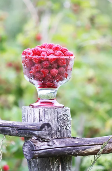 Olgun tatlı yaz meyveleri. Eski kaba ahşap çitin üzerinde şeffaf vazoda ahududu. Bitki dallarında taze ahududu..